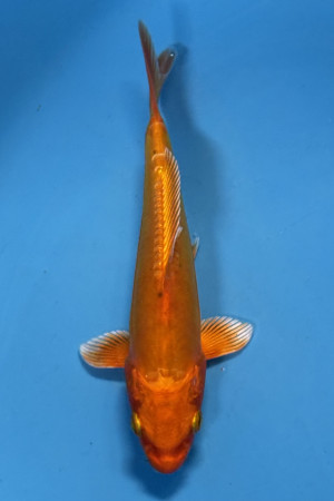 Doitsu Orgeji Ogon