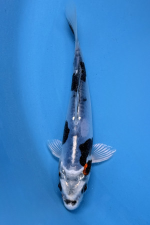 Beni Kikokuryu