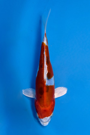 Heisei Nishiki