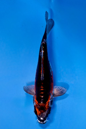 Beni Kikokuryu