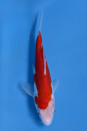 Doitsu Kohaku