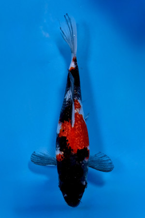 Ginrin Showa