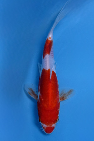 Doitsu Kohaku