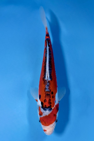 Shusui 
