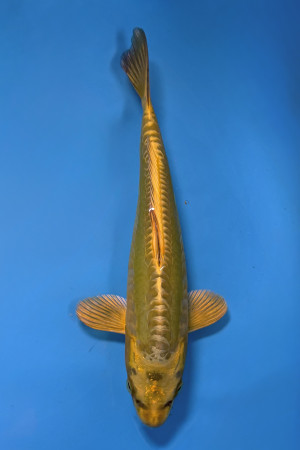 Doitsu Mukashi Ogon