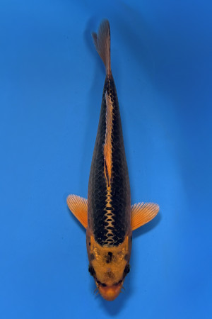 Kin Matsuba 