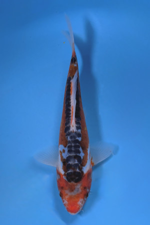 Shusui 