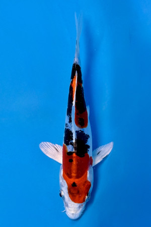 Heisei Nishki