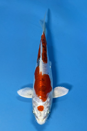 Maruten Kikusui 