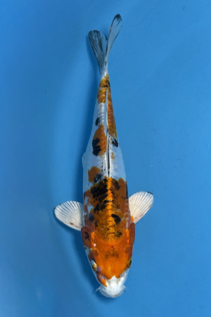 Heisei Nishiki