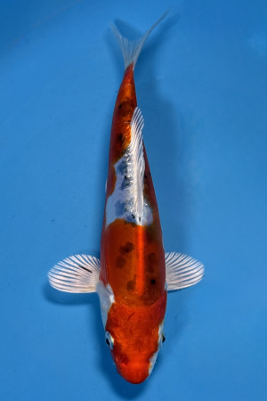 Heisei Nishiki