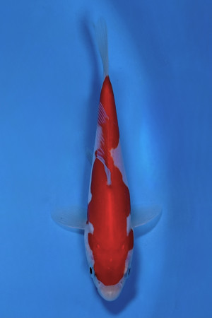 Doitsu Kohaku