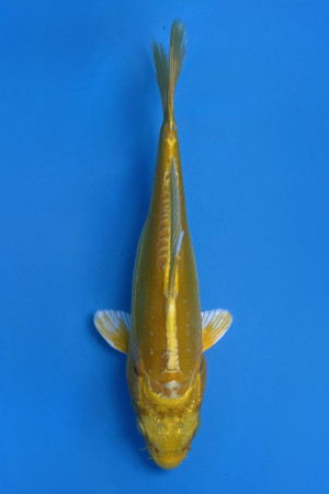 Doitsu Yamabuki Ogon