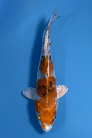 Yamato Nishiki