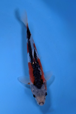 Kuchi Beni Shusui
