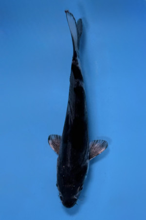 Dark Ochiba