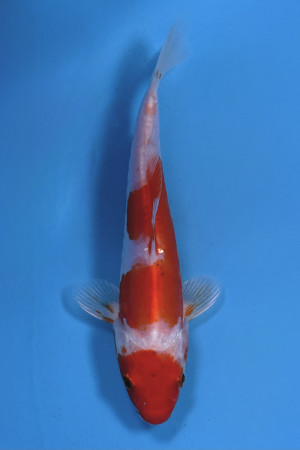 Sakura Ogon