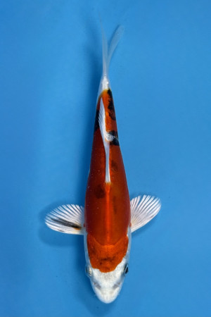 Heisei Nishiki