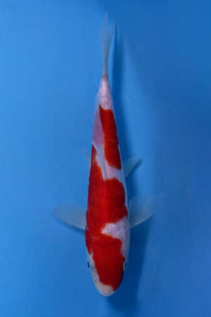 Doitsu Kohaku