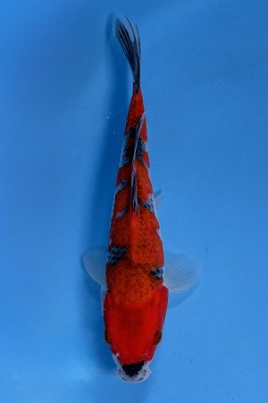Goshiki 