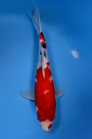 Nisai Special