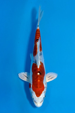 Heisei Nishiki