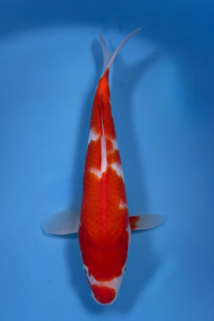 Nisai Special