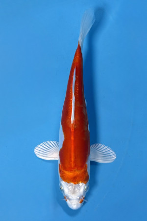 Kikusui