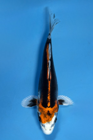 Beni Kikokuryu
