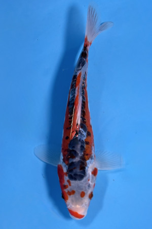 Shusui 
