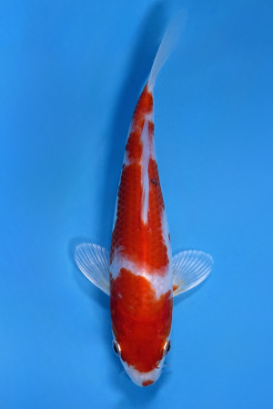Sakura Ogon
