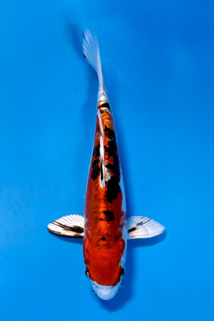 Heisei Nishiki