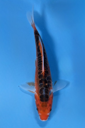 Shusui 