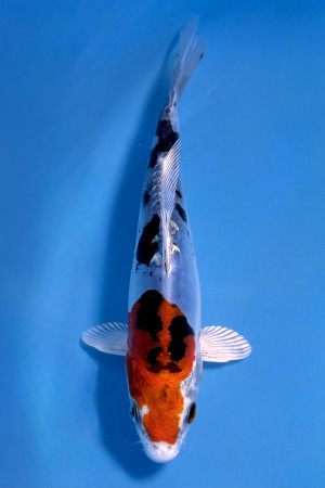 Beni Kikokuryu