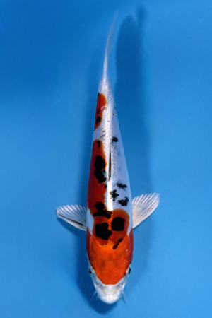 Heisei Nishiki