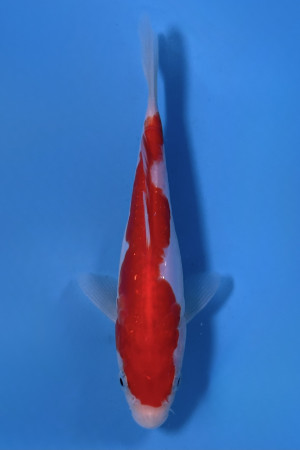 Doitsu Kohaku