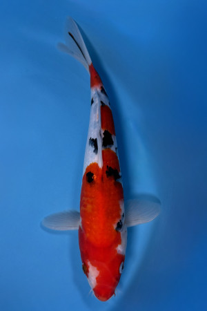 Nisai Special 
