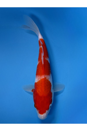 Nisai Special 